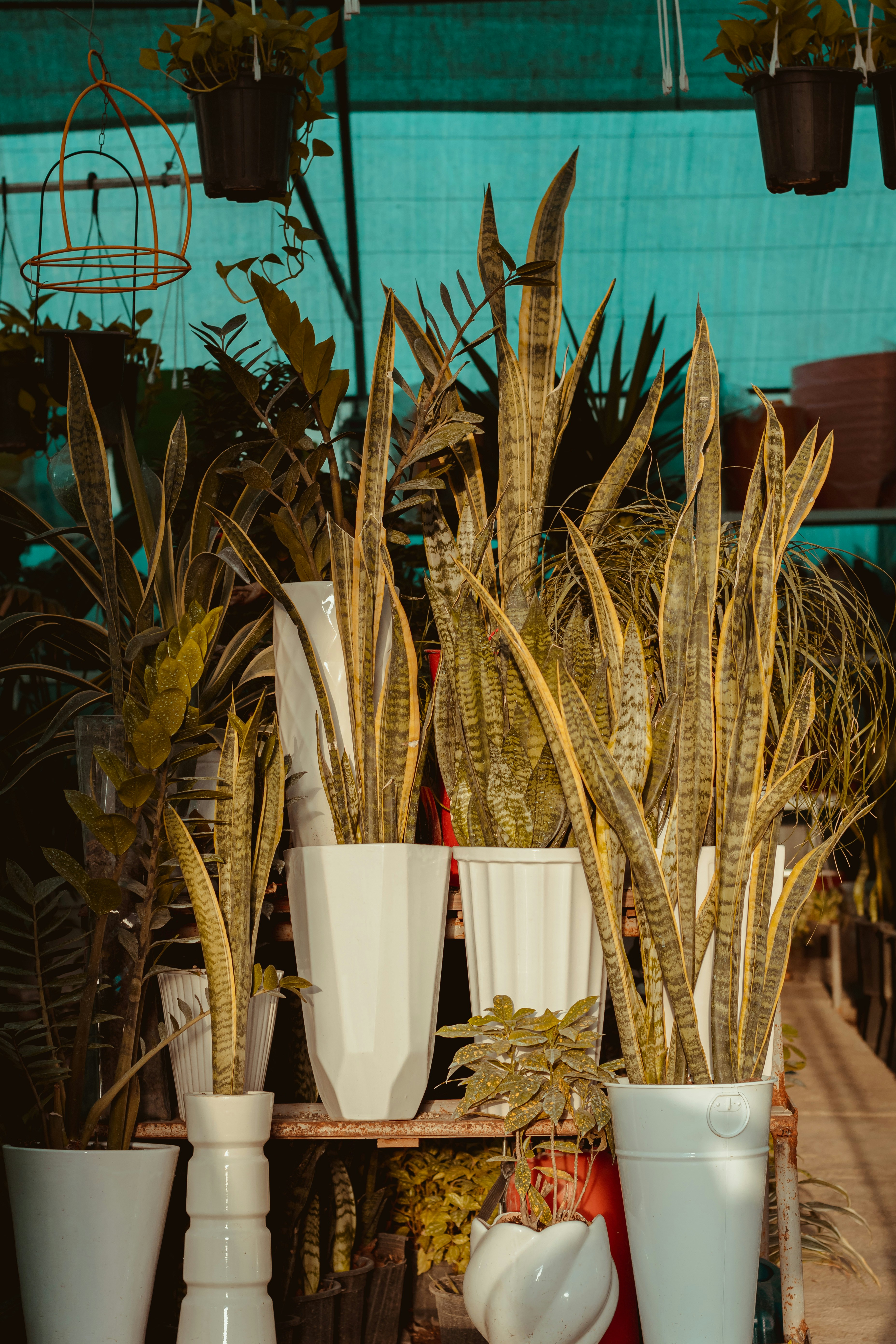 green and brown plant beside white ceramic mug