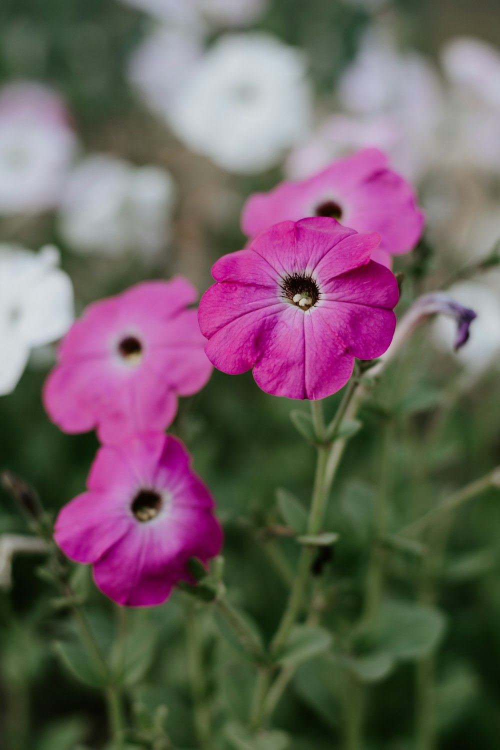 pink flower in tilt shift lens