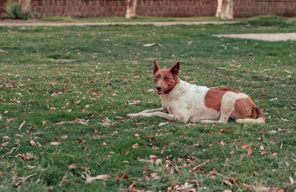 brown and white short coated dog lying on green grass field during daytime