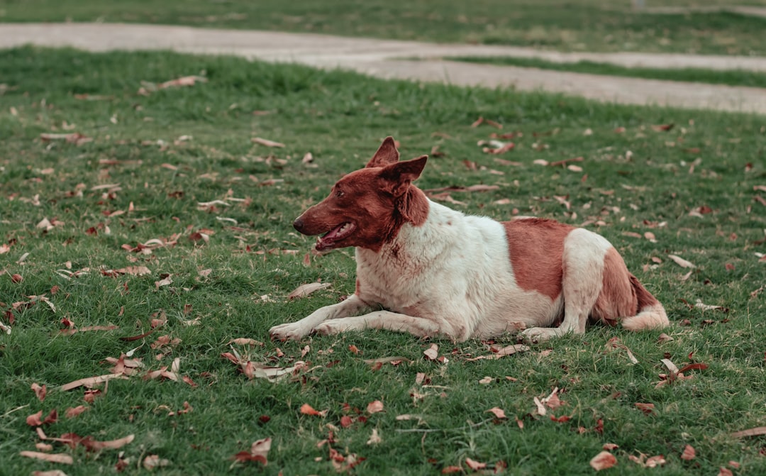 white and brown short coated dog lying on green grass during daytime