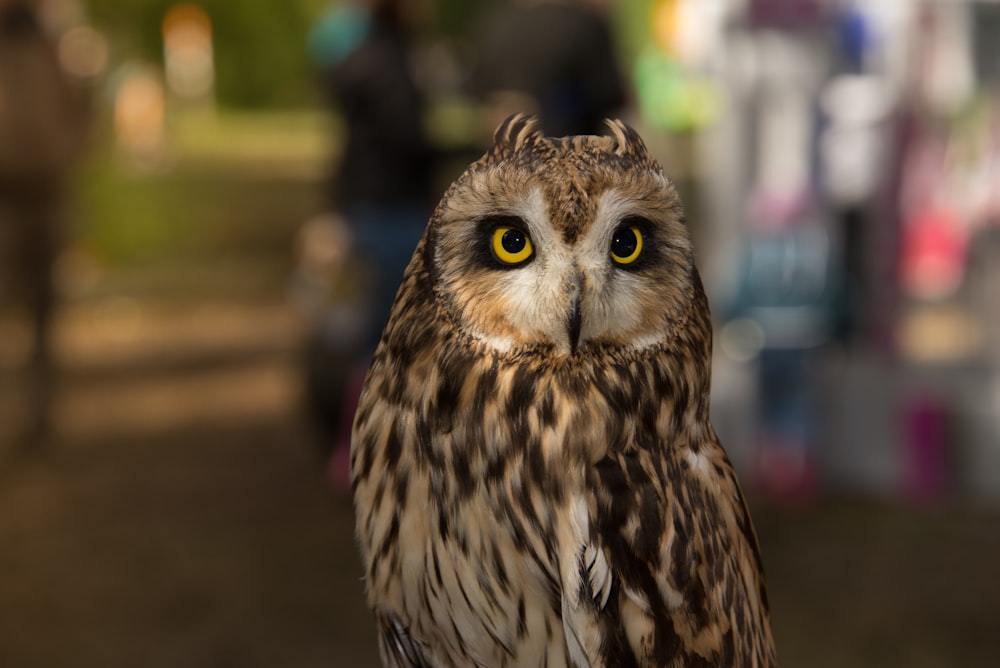 white and black owl in close up photography