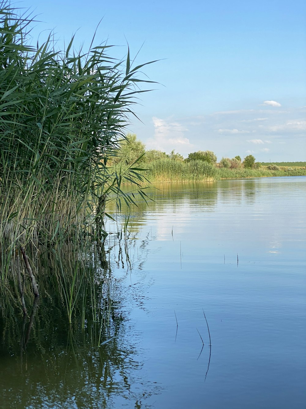 green grass on lake during daytime