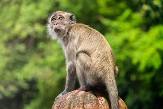 brown monkey on brown rock during daytime in Batu Caves Malaysia