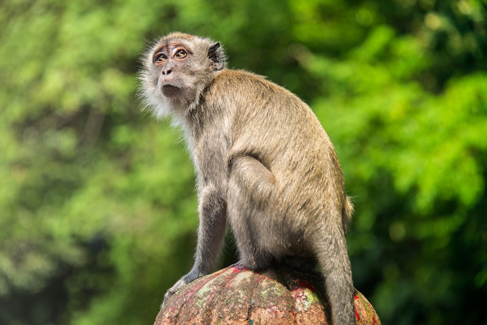 brown monkey on brown rock during daytime