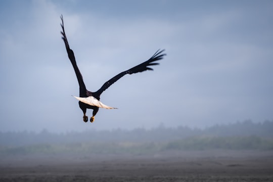 white and black bird flying in Ocean Shores United States