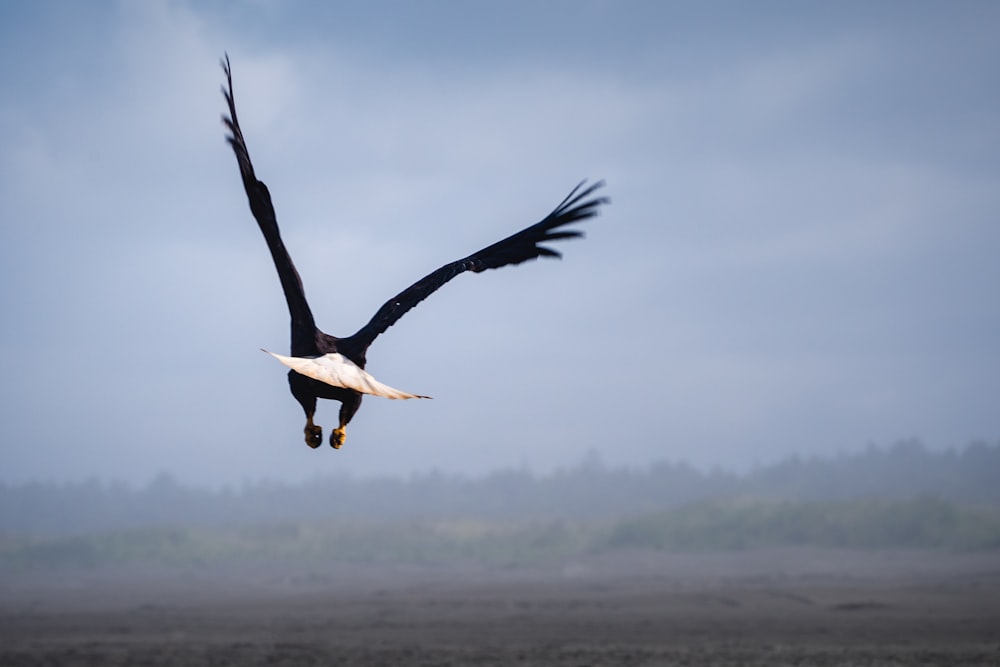 white and black bird flying