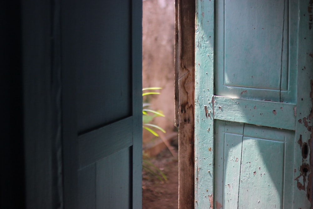 white wooden door with green plant