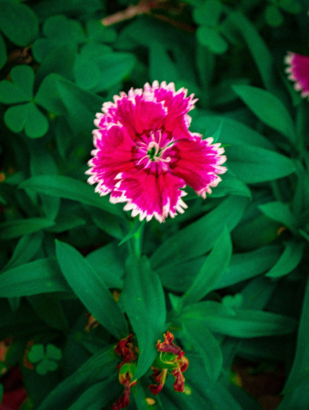 pink flower with green leaves