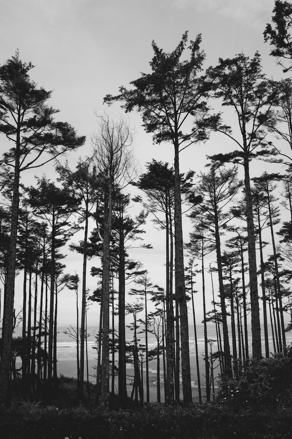 grayscale photo of trees near body of water