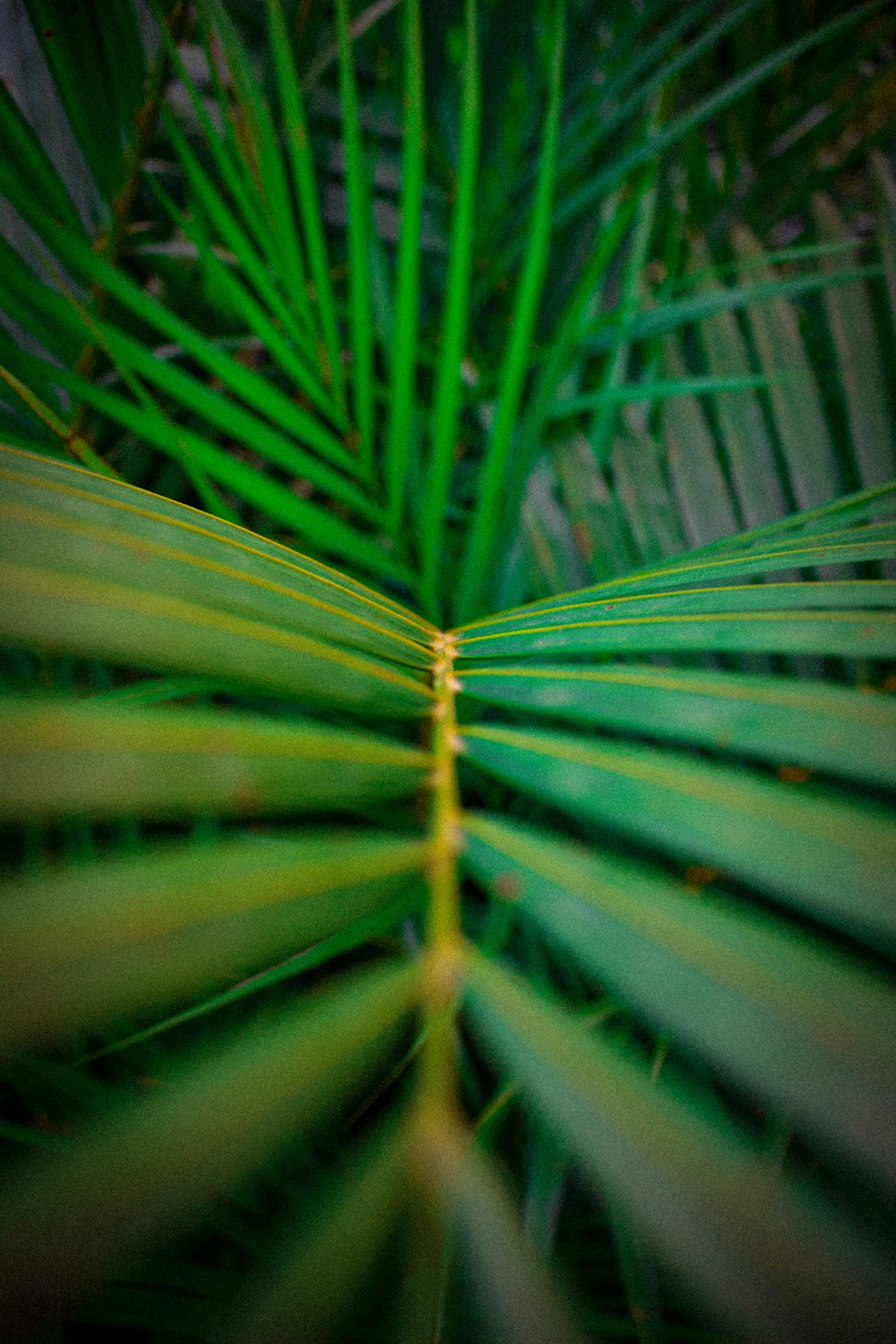 green leaf plant in close up photography