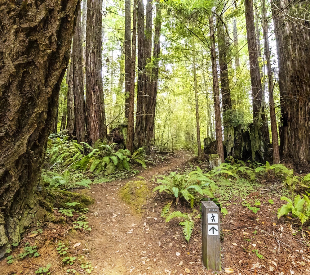 brown pathway between green trees during daytime