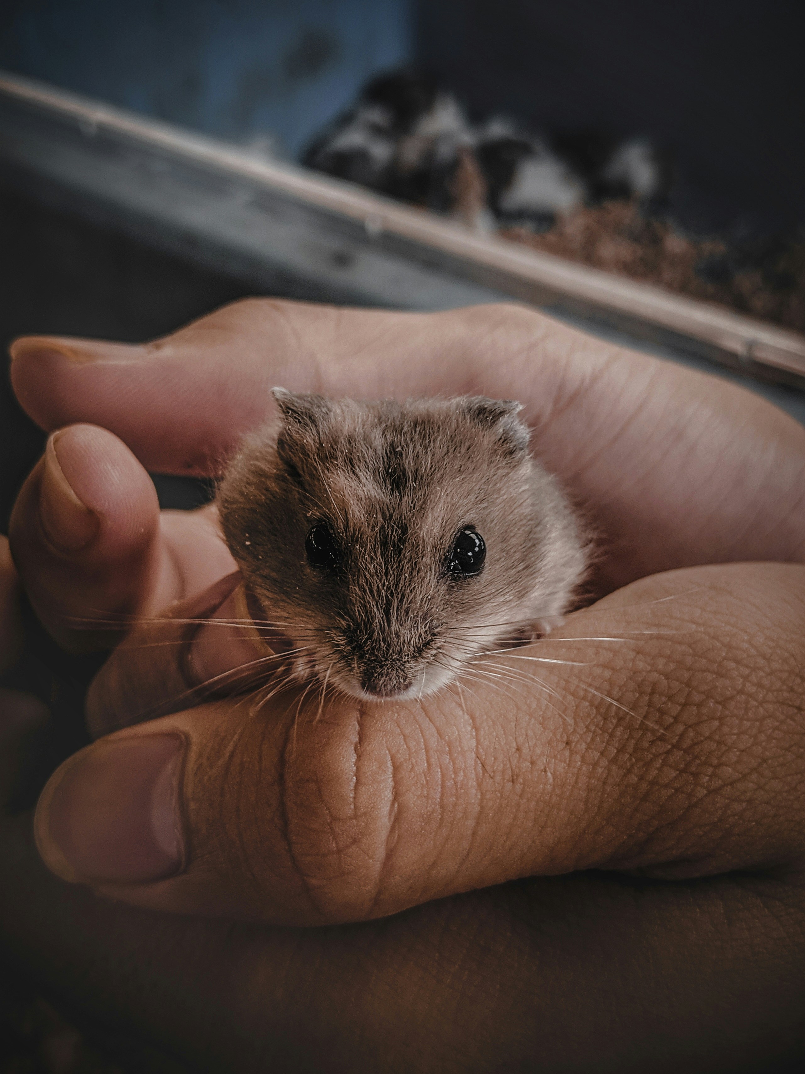 Hamster Anão Russo: Como Cuidar Desse Pet
