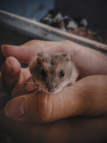 A small hamster is gently held in the palms of a person's hands. The hamster's fur is soft and brown, with tiny whiskers and bright black eyes. The background is slightly blurred, focusing attention on the hamster.