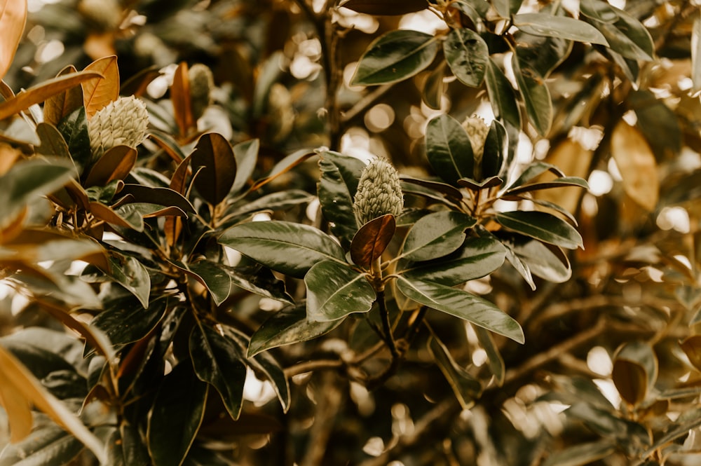 brown and white flower buds in tilt shift lens