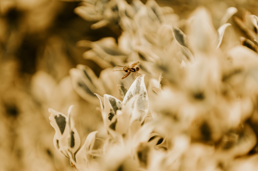 白い花に茶色と黒の蜂