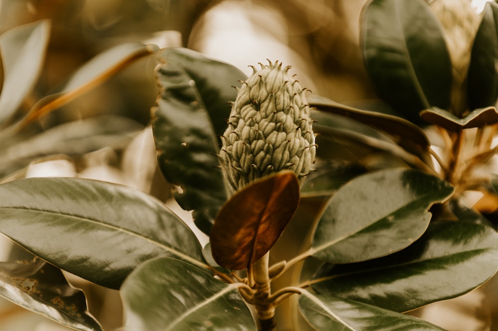 green plant in macro lens