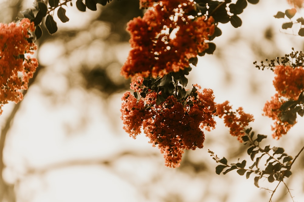 brown leaves in tilt shift lens