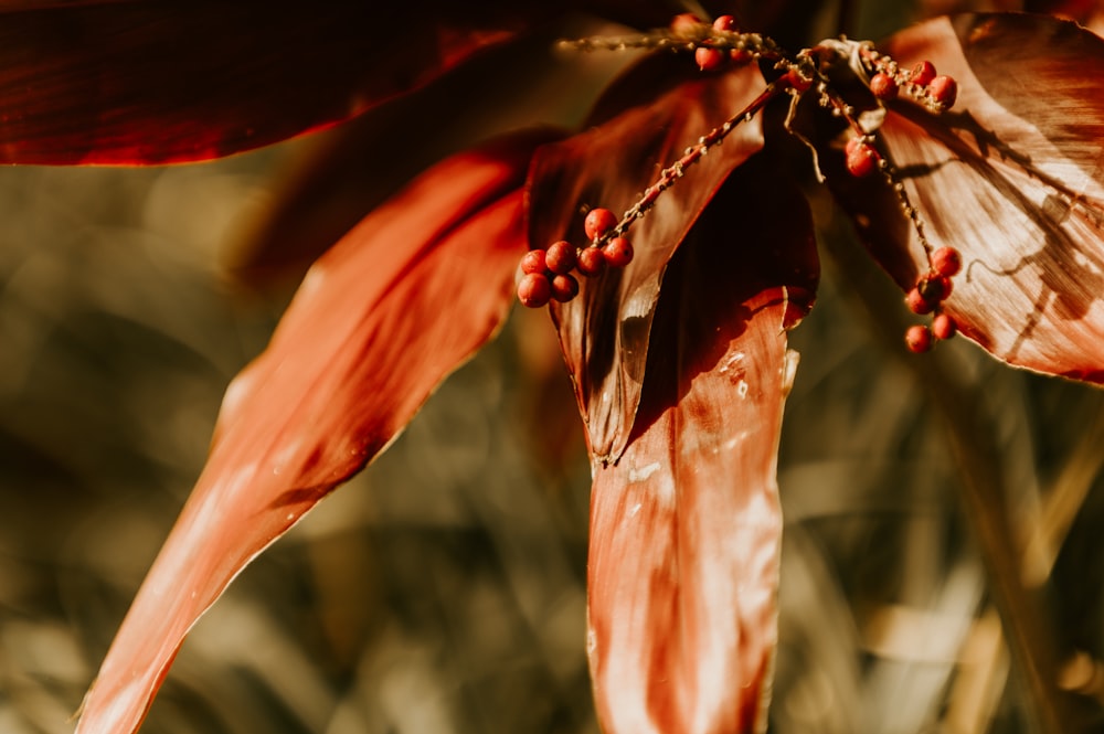 red hibiscus in bloom during daytime