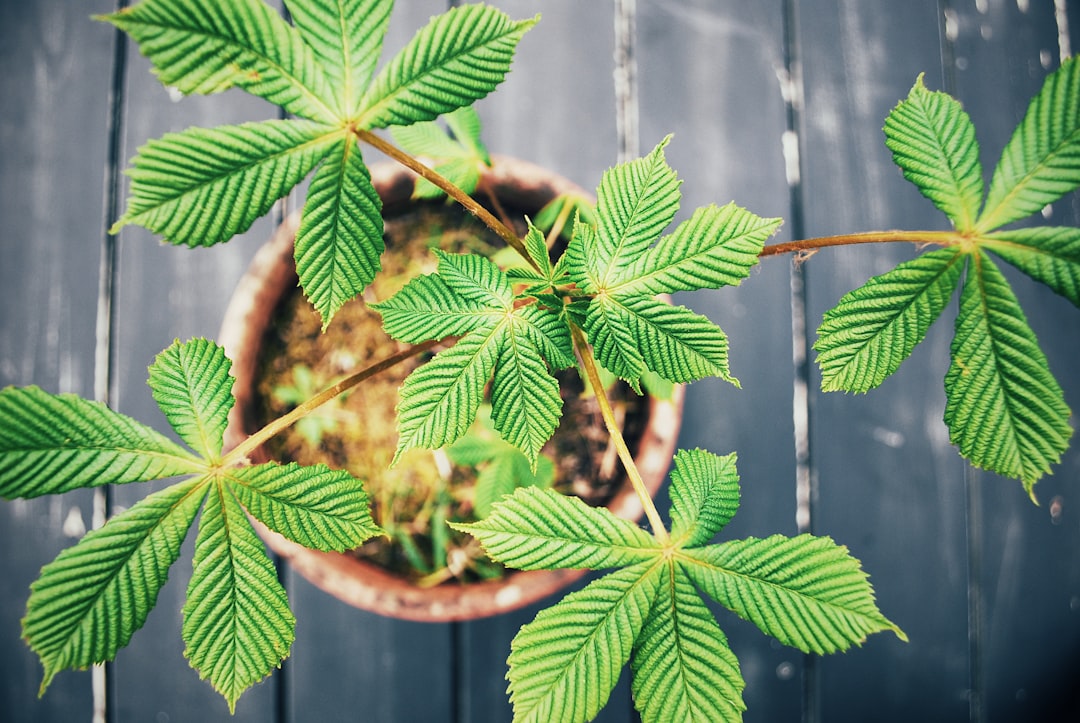 green plant in brown clay pot