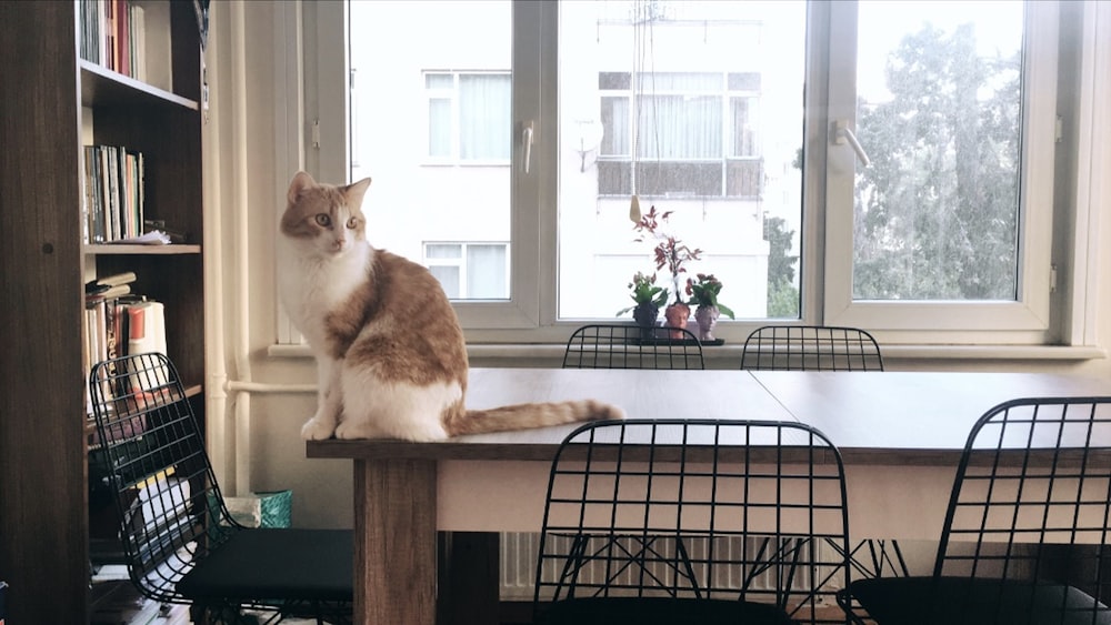 white and brown cat on table