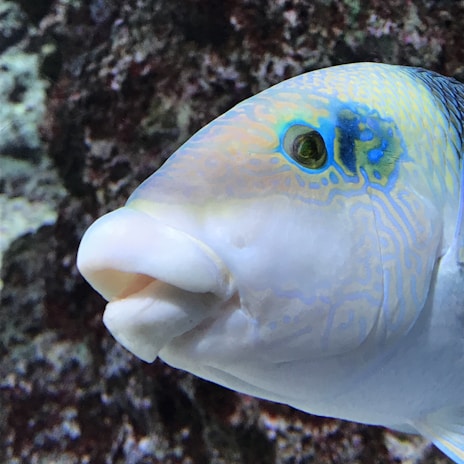 A close-up of a colorful fish swimming among rocks.