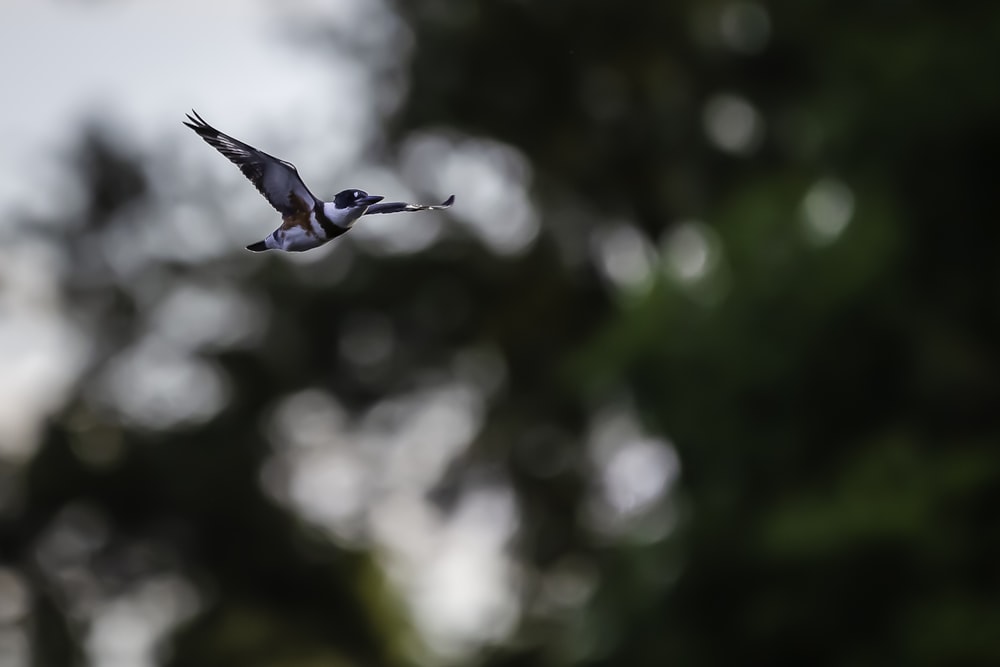 white and black bird flying during daytime