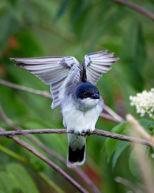 blue and white bird on tree branch in Colony Farm Regional Park Canada