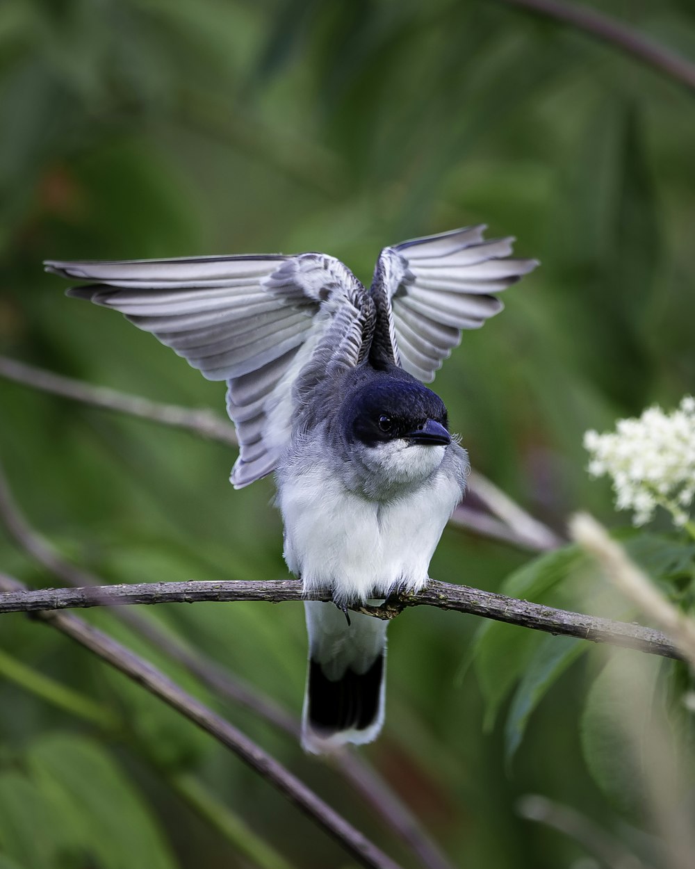 blue and white bird on tree branch