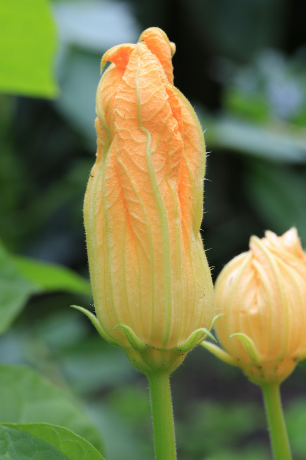 yellow and green flower bud