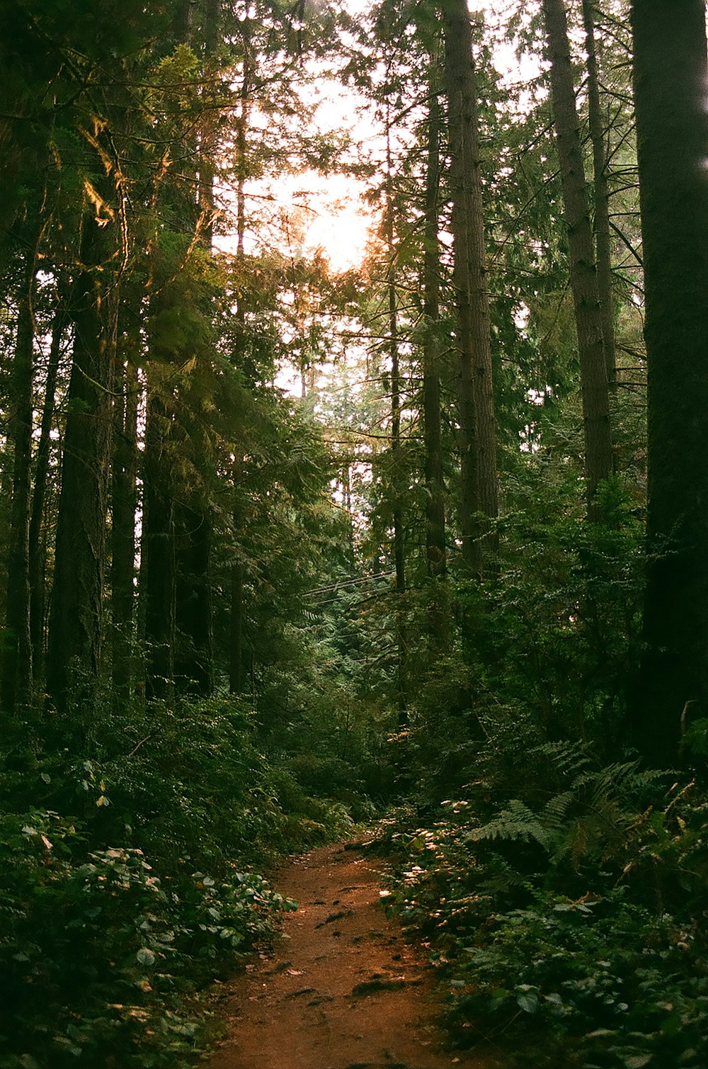 Grüne Bäume auf Wald während des Tages