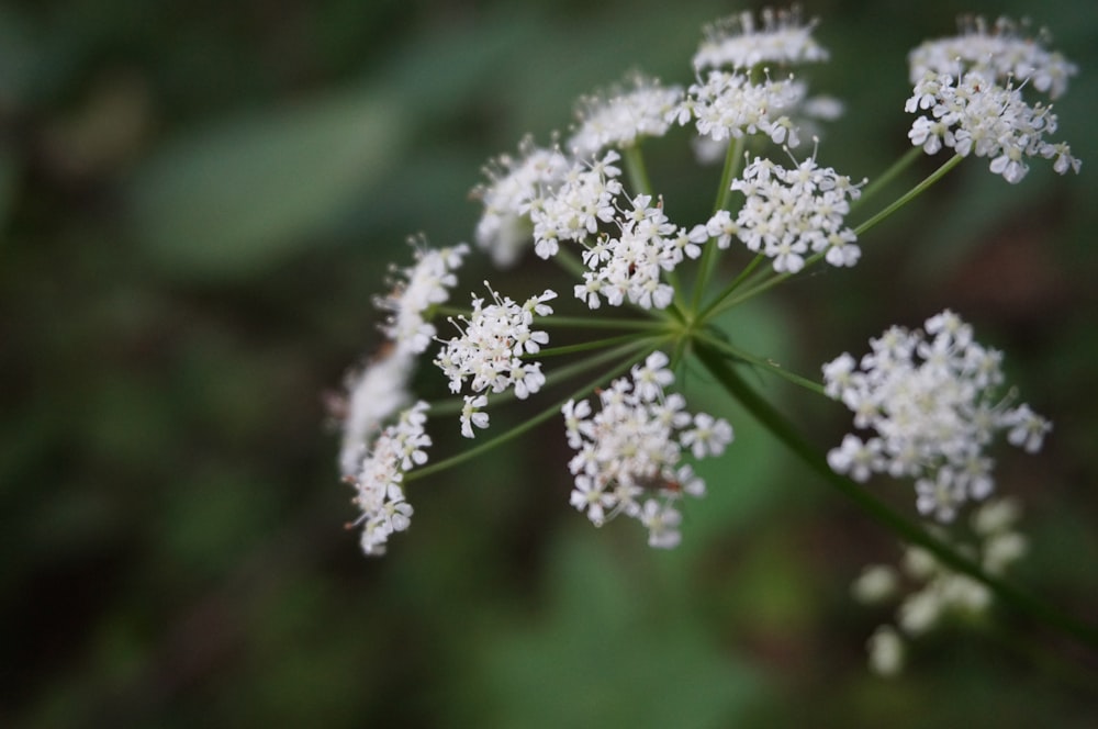 white flowers in tilt shift lens