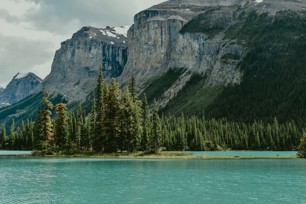 green trees near body of water during daytime