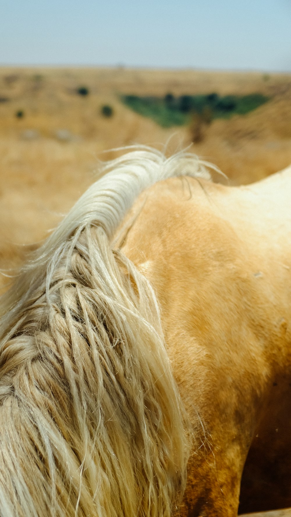 brown horse on brown field during daytime