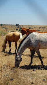 white and brown horse on brown field during daytime