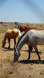 white and brown horse on brown field during daytime