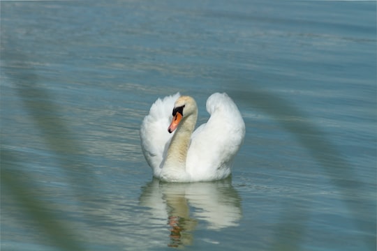 white swan on body of water during daytime in Lake Balaton Hungary