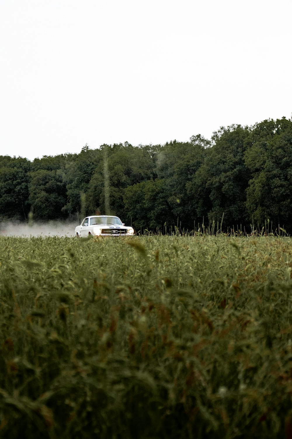 Weißes Auto tagsüber auf grünem Rasen