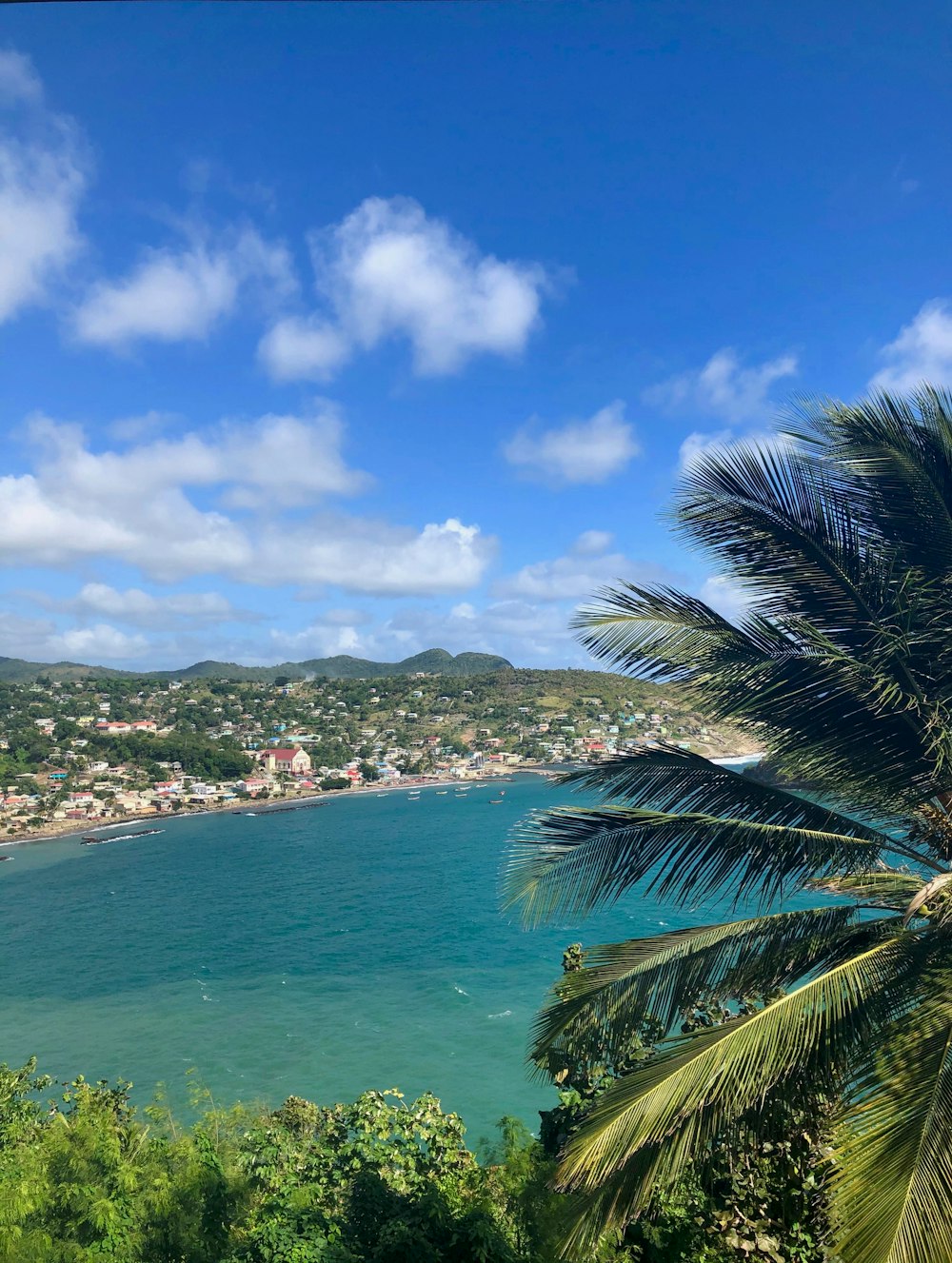 green palm tree near body of water during daytime