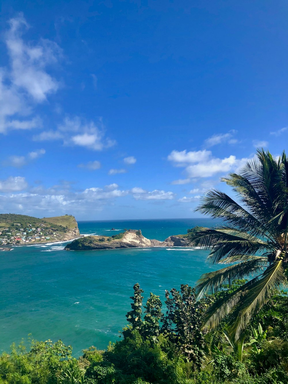 green palm tree near body of water under blue sky during daytime