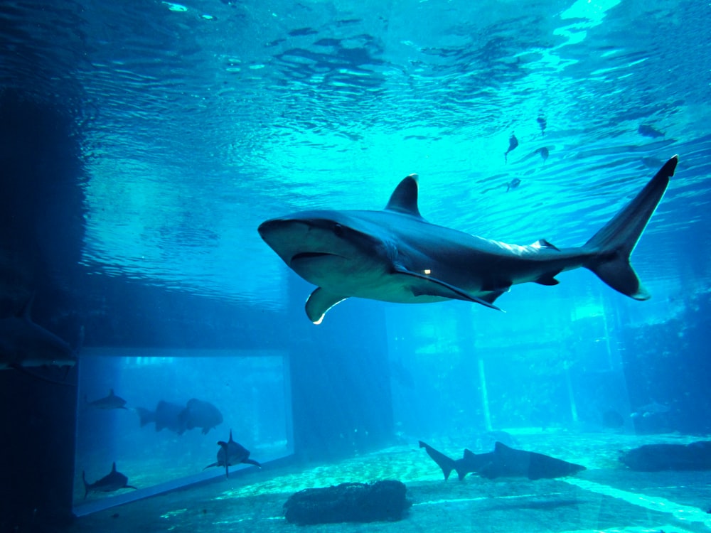 gray shark in fish tank