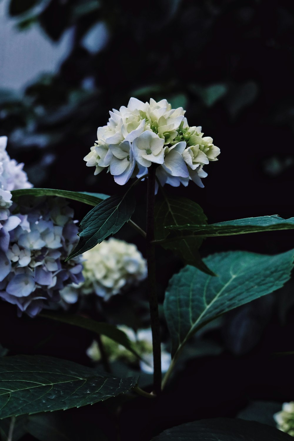 white flowers with green leaves