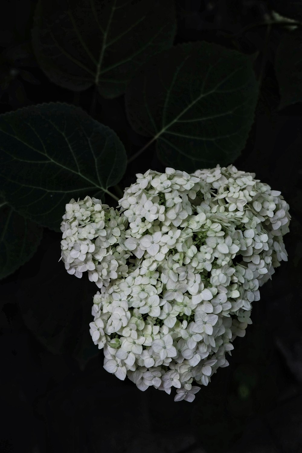 white flowers with green leaves