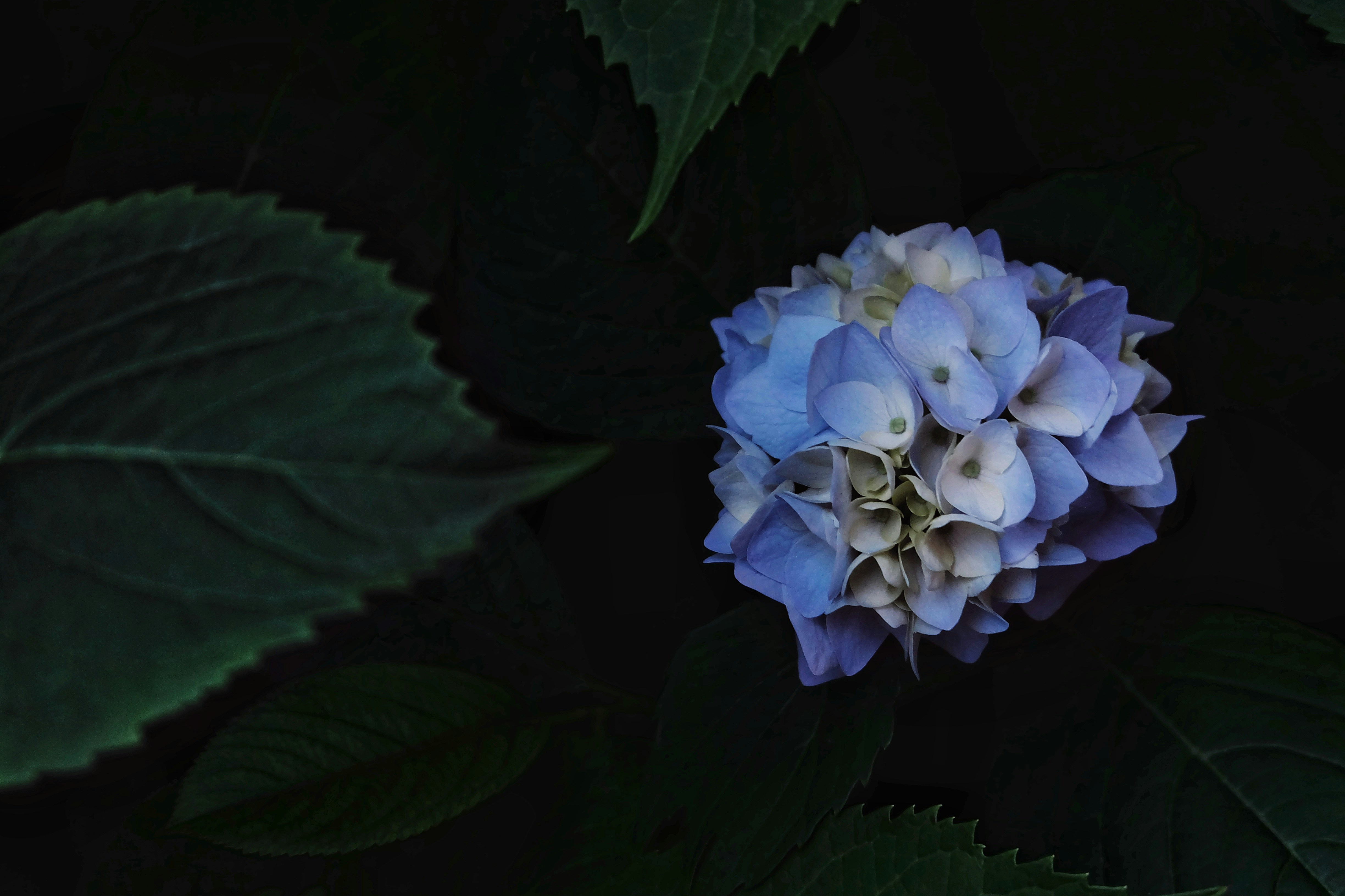 昼間に咲く青い紫陽花の写真 Unsplashの無料写真