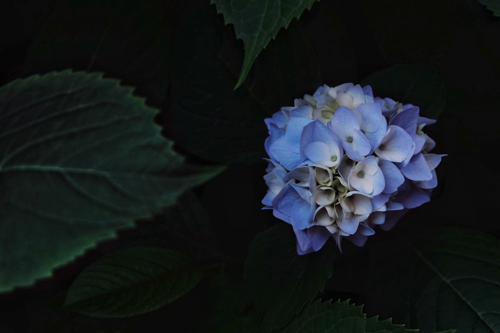 blue hydrangeas in bloom during daytime