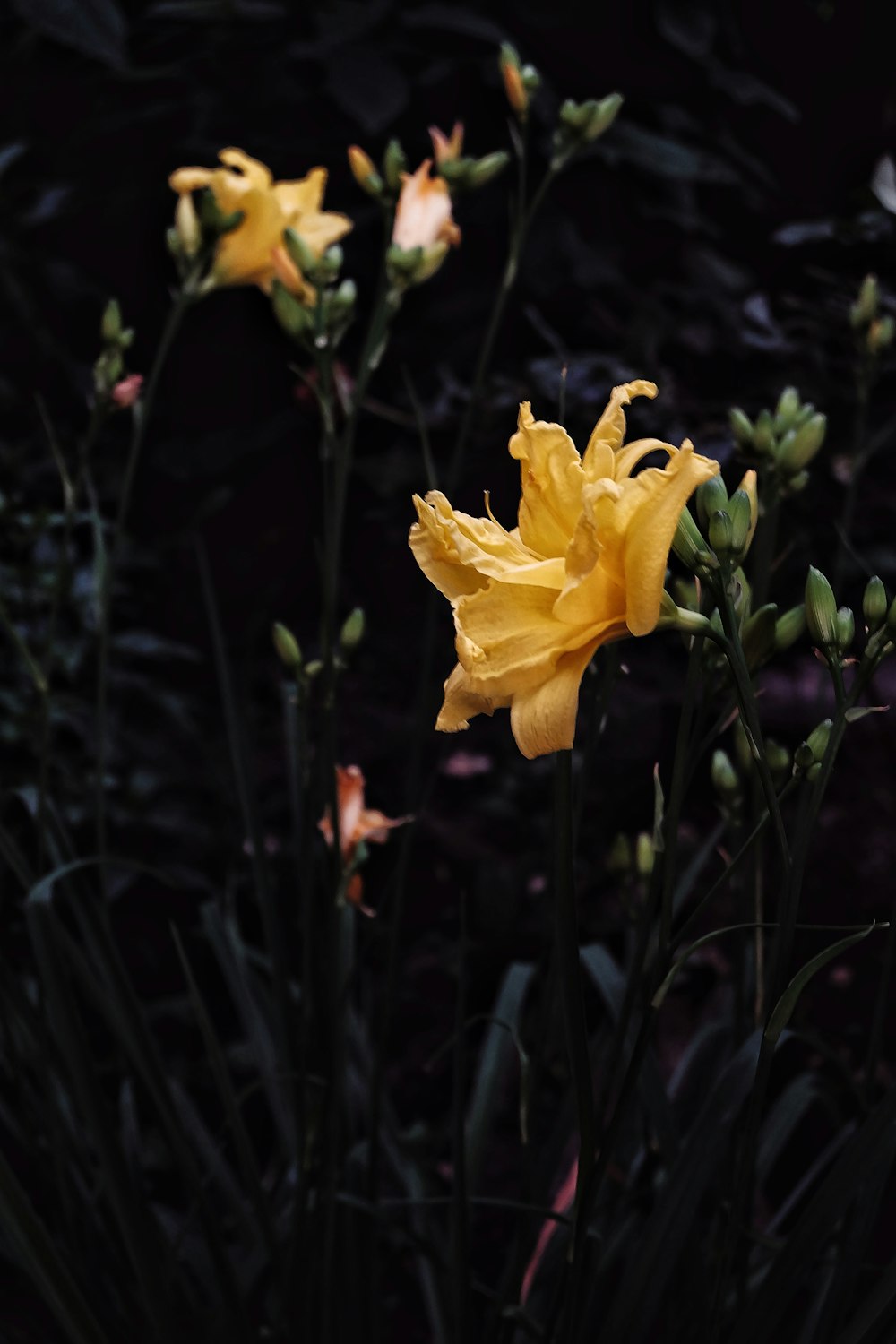 yellow flower in tilt shift lens