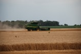 A green agricultural combine harvester is operating in a vast golden wheat field. It is actively cutting and threshing the wheat, leaving behind a trail of dust. The backdrop includes a dense line of trees under a slightly overcast sky.