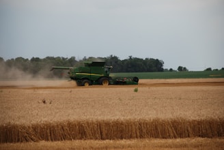 A green agricultural combine harvester is operating in a vast golden wheat field. It is actively cutting and threshing the wheat, leaving behind a trail of dust. The backdrop includes a dense line of trees under a slightly overcast sky.