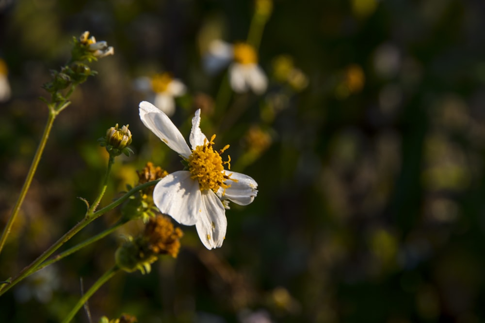 white flower in tilt shift lens