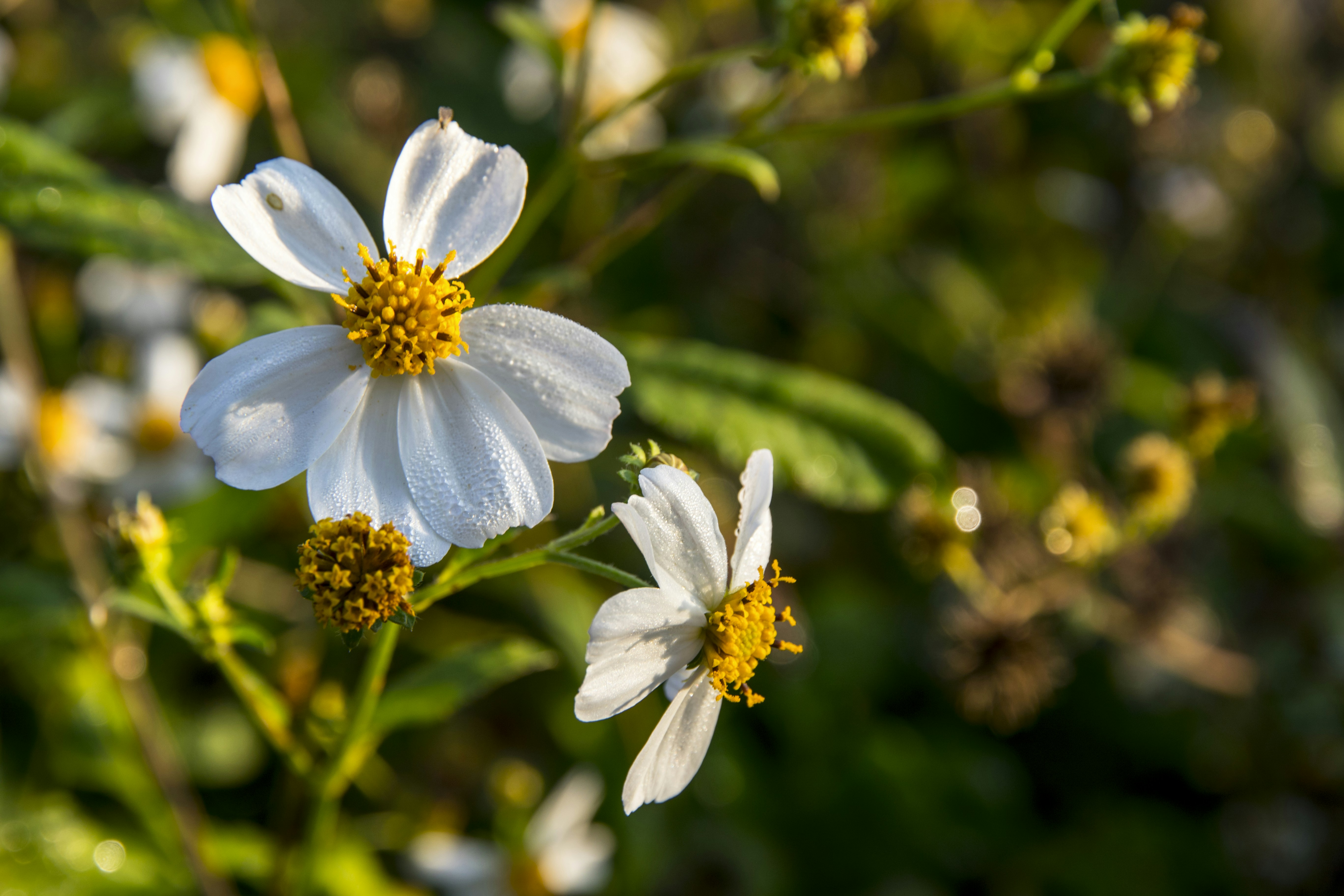 Photo by robincanfield