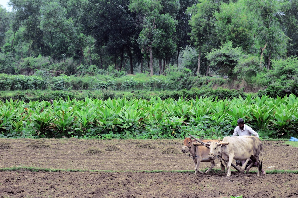 white and brown cow on brown soil